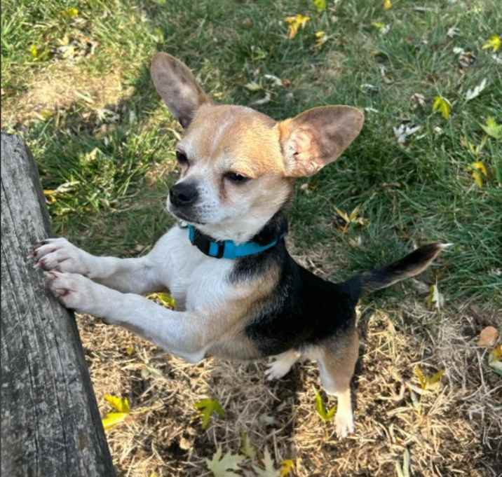 Photo of Sparky