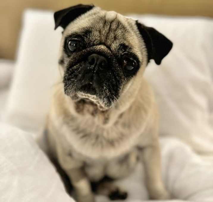 Photo of Tattie