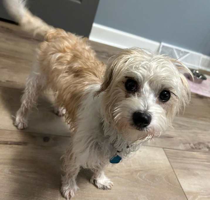 Photo of Waffles