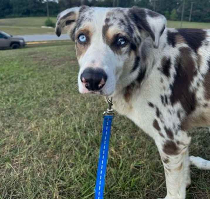 Photo of Loki