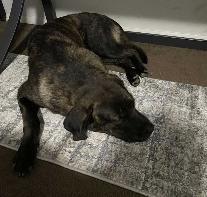 Photo of Enzo