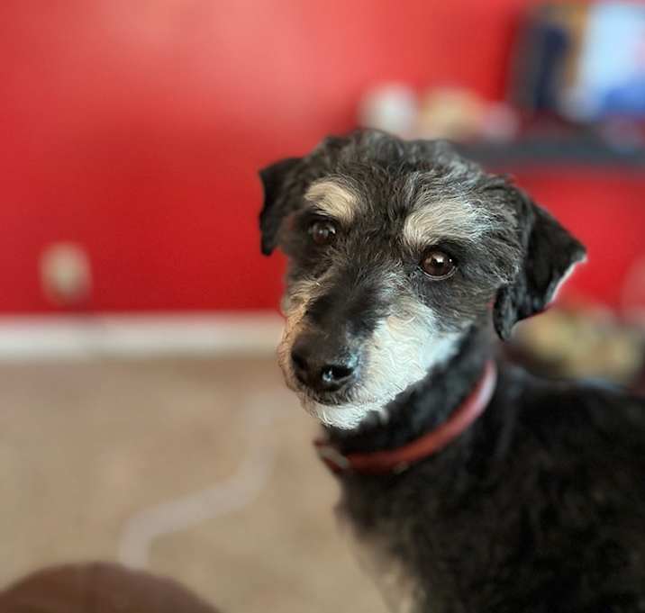 Photo of Buddy