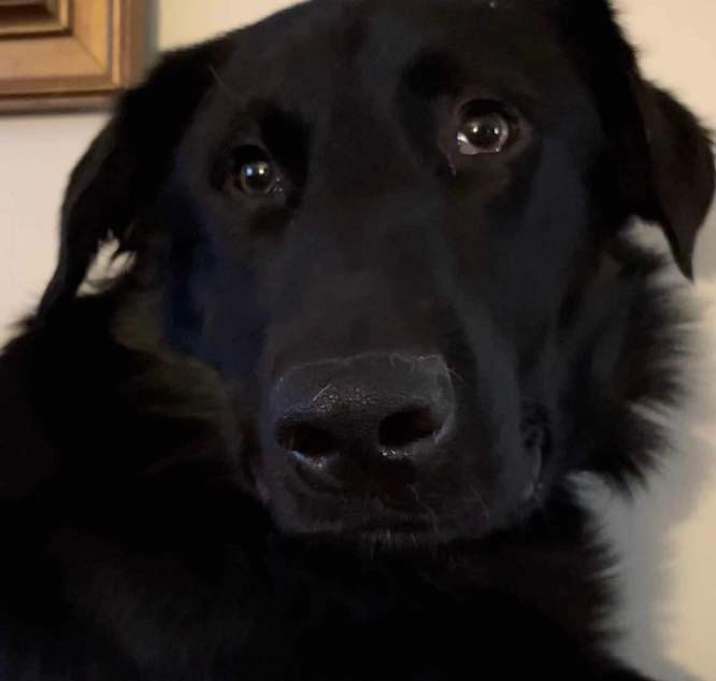 Photo of Thor