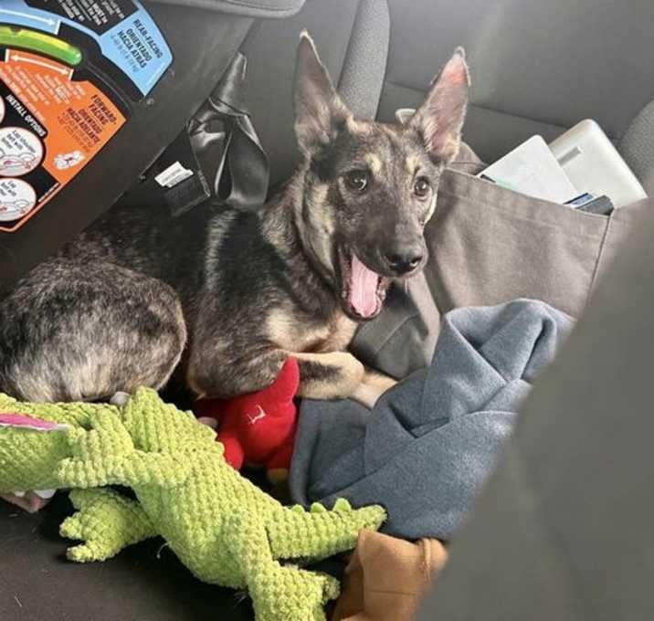 Photo of Mia *foster needed*