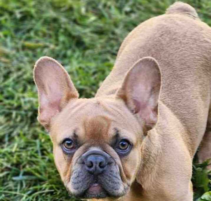 Photo of Clarabell