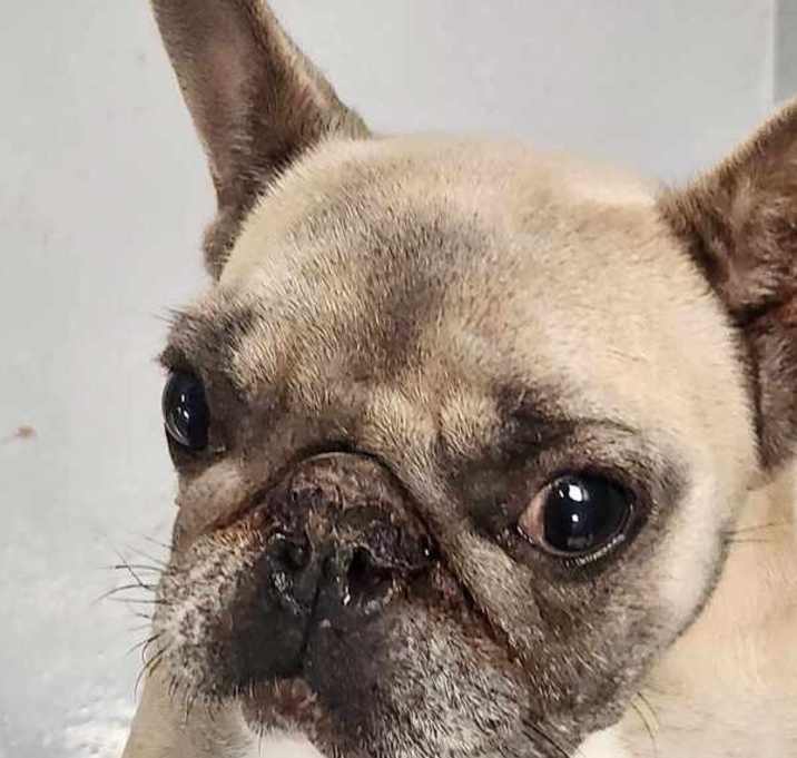 Photo of Ducky