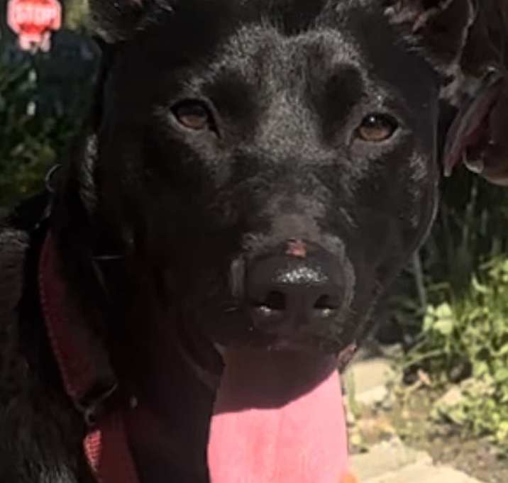 Photo of Handsome Buster