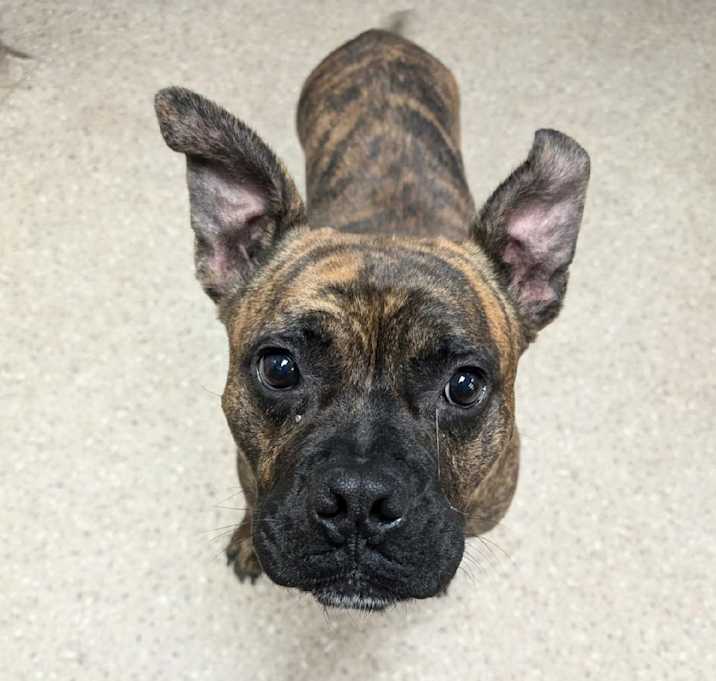 Photo of Koda