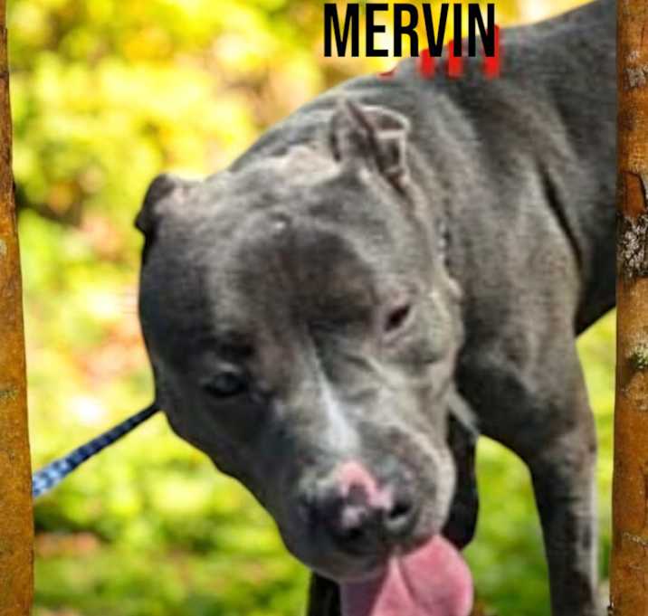 Photo of Mervin