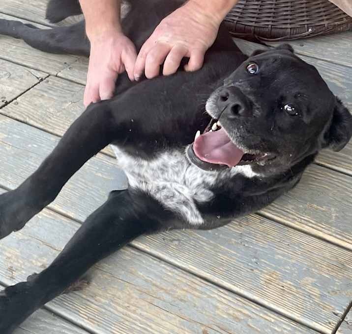 Photo of Scout