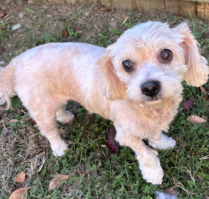 Photo of Finley- adoption pending!