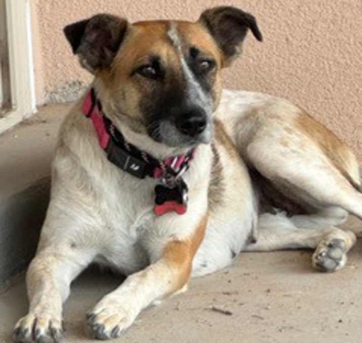 Photo of Indie