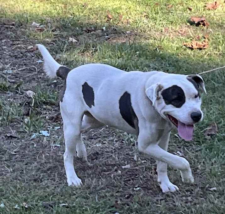 Photo of Spot