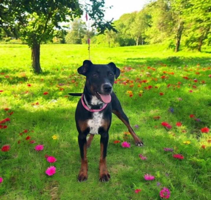 Photo of Bitsy