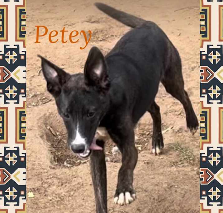 Photo of Petey