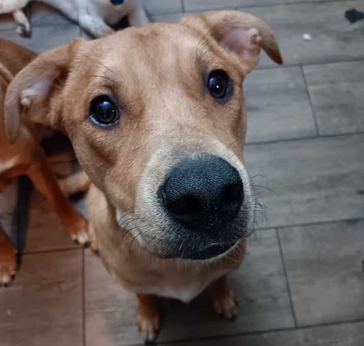 Photo of Caramel