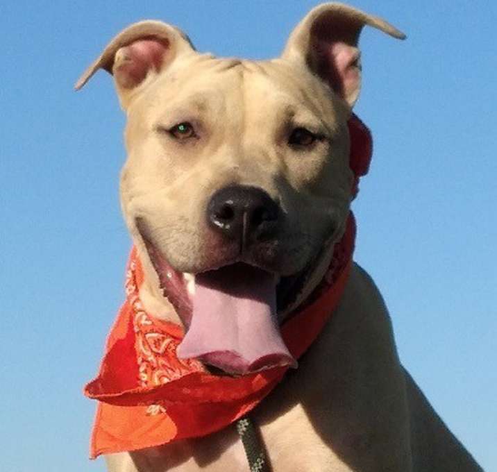 Photo of Abby-sweet companion