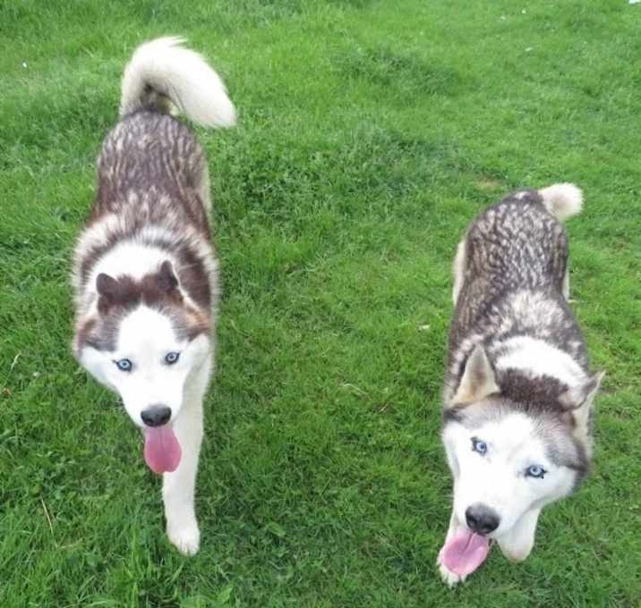 Photo of Hank and Nubb (bonded pair)