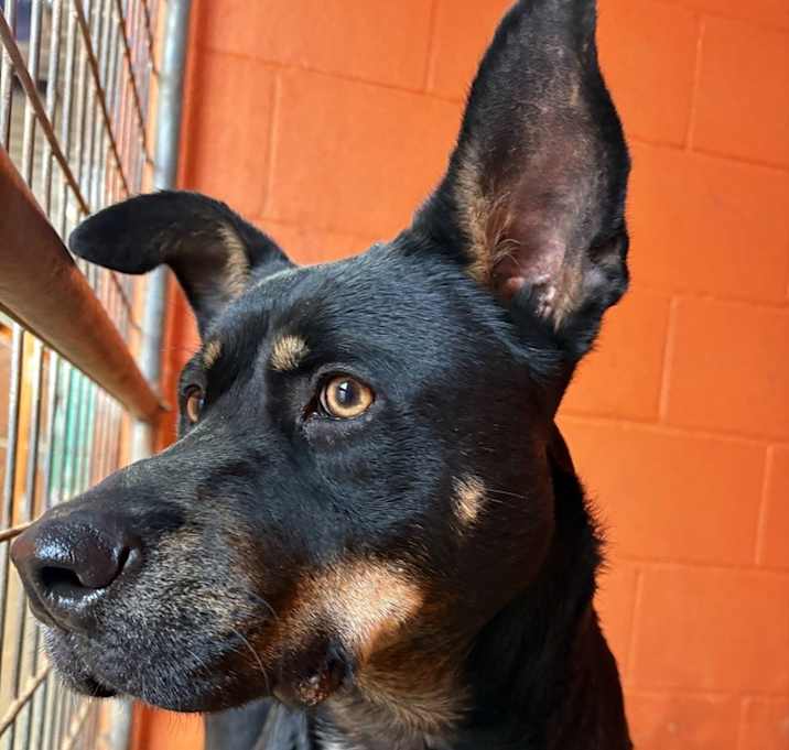 Photo of Porkchop