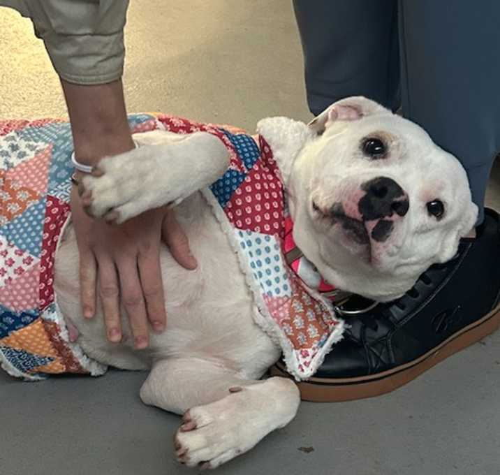 Photo of Penny. Needs Foster/Adopter