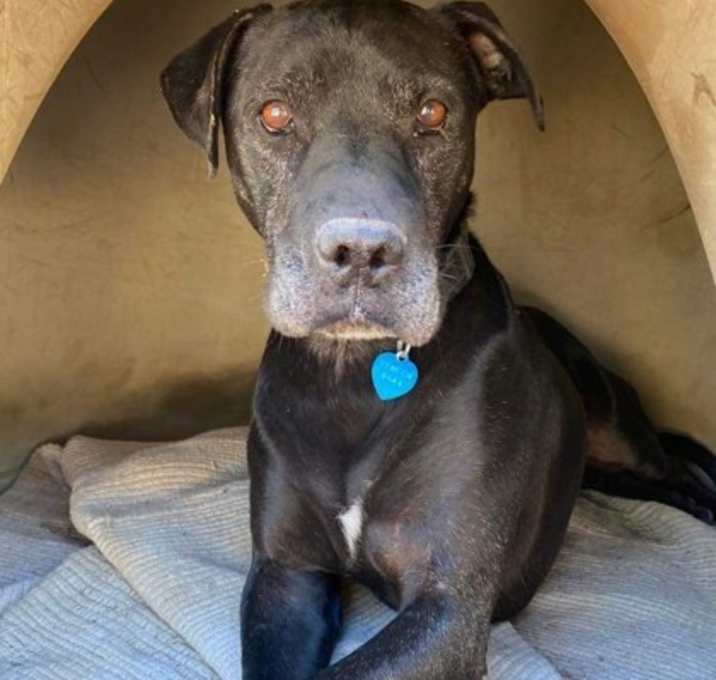 Photo of Sully