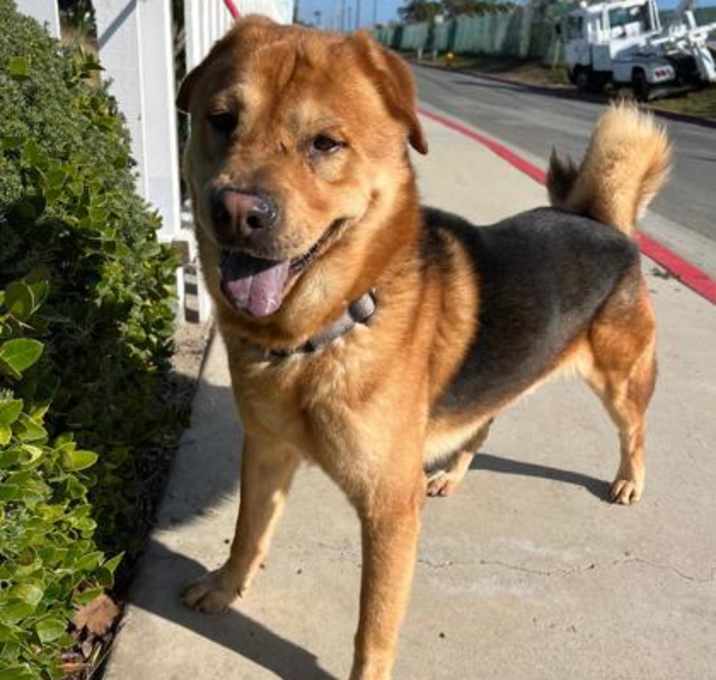 Photo of SCRAPPY
