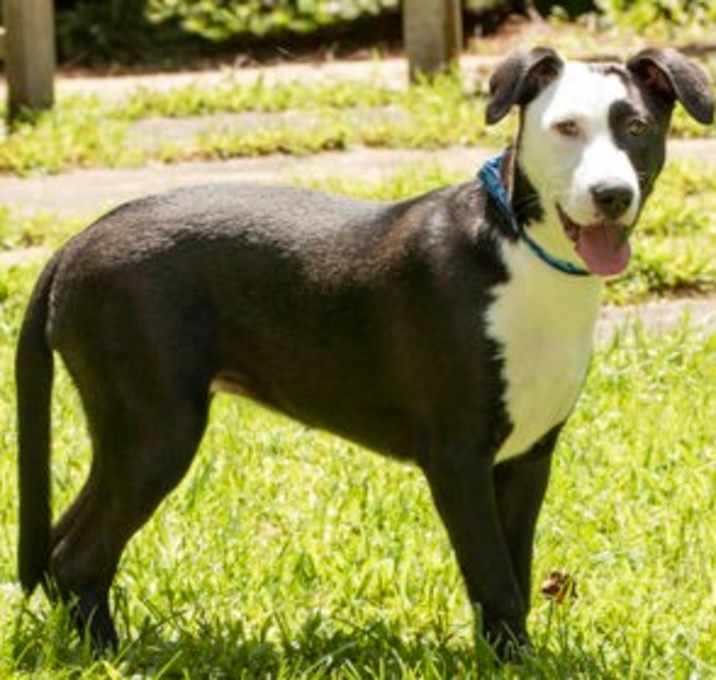 Photo of Oreo