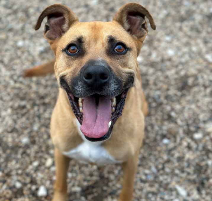 Photo of Rocco