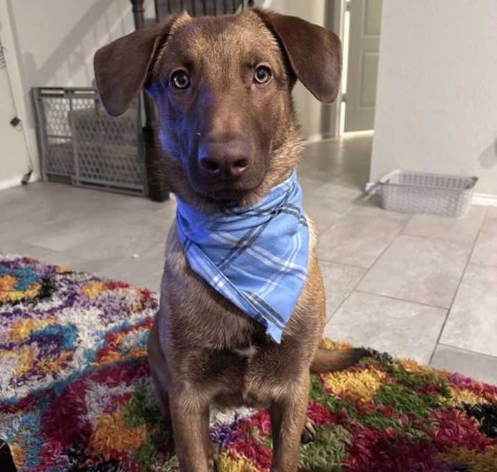 Photo of Murphy - TX - Courtesy Post