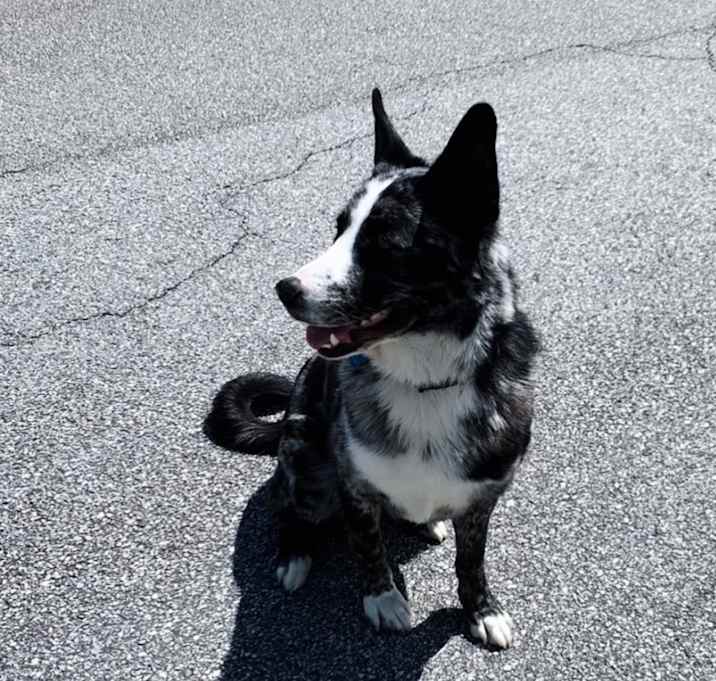 Photo of Oreo