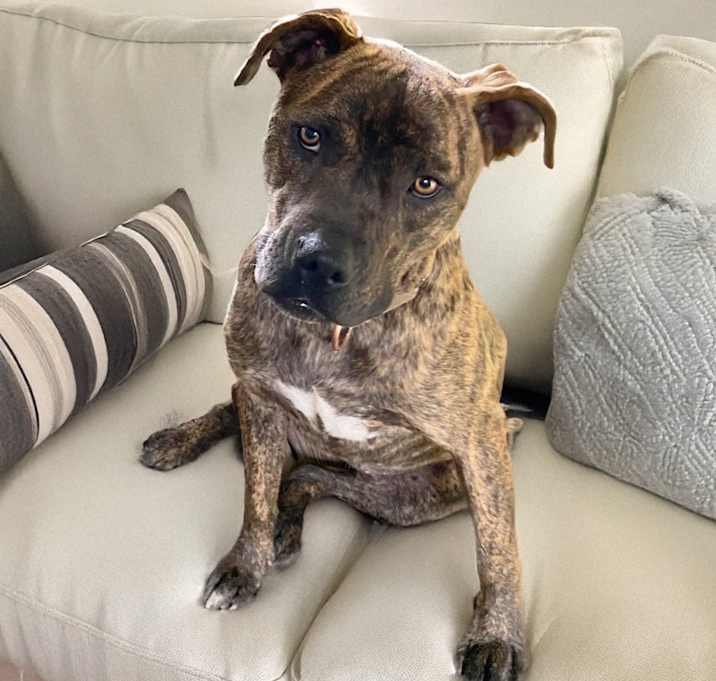 Photo of Chessie