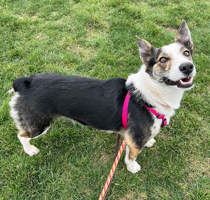 Photo of Sage