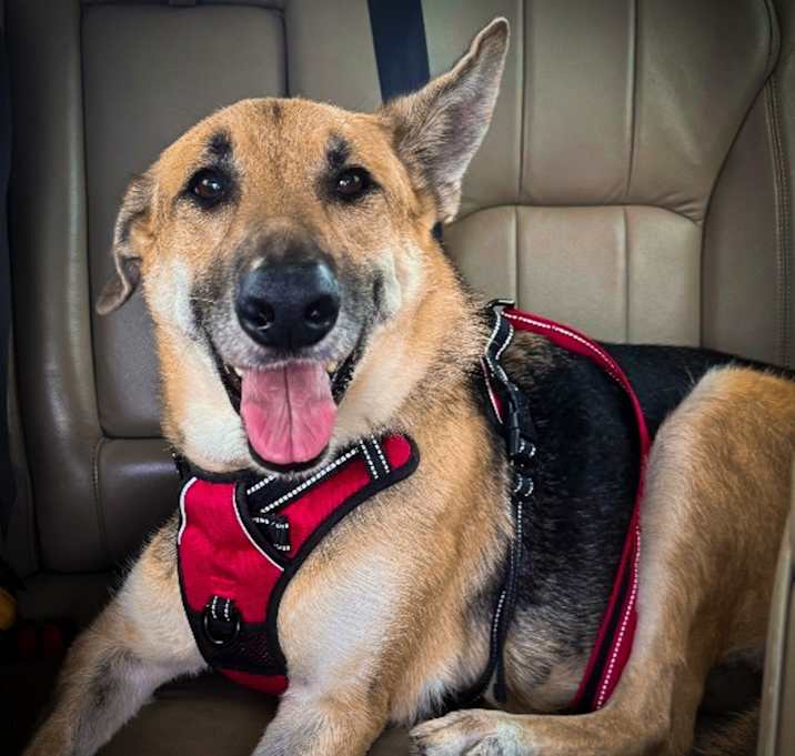 Photo of Athena $300