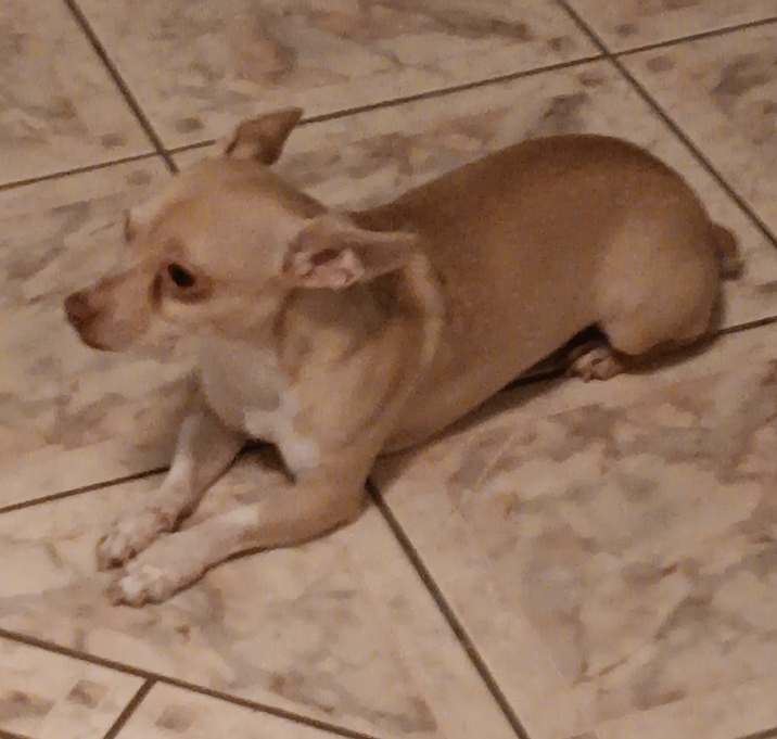 Photo of Milo