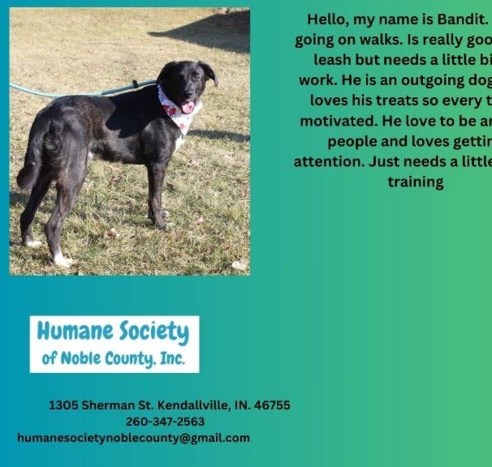 Photo of Bandit