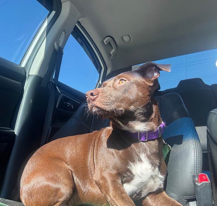 Photo of Dash