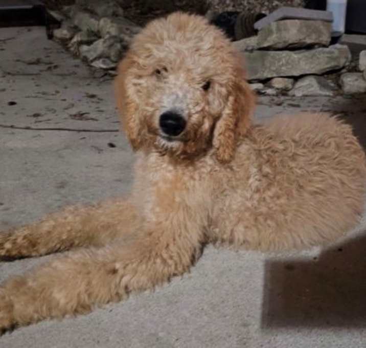 Photo of Tucker
