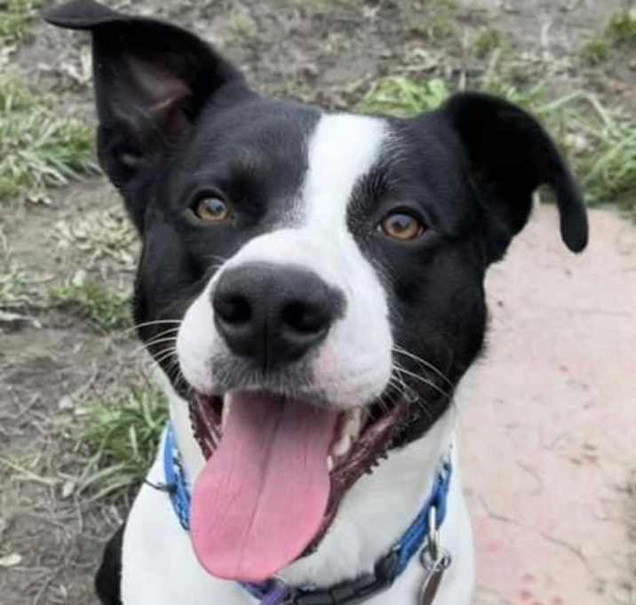 Photo of Harley