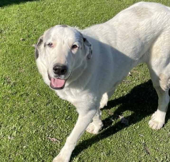Photo of Sugar Pie