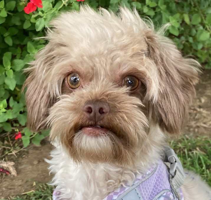 Photo of Ollie