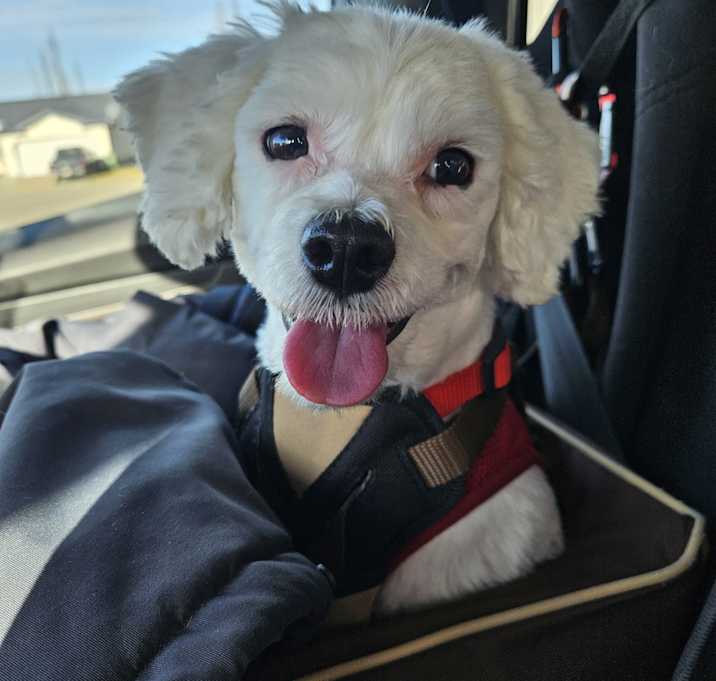 Photo of Meadow aka Missy