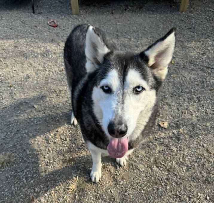 Photo of Nala