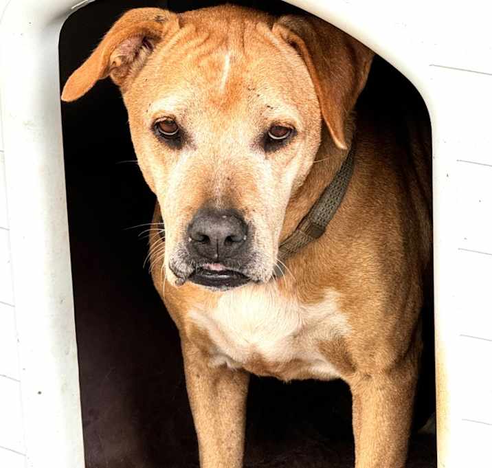 Photo of Goldie
