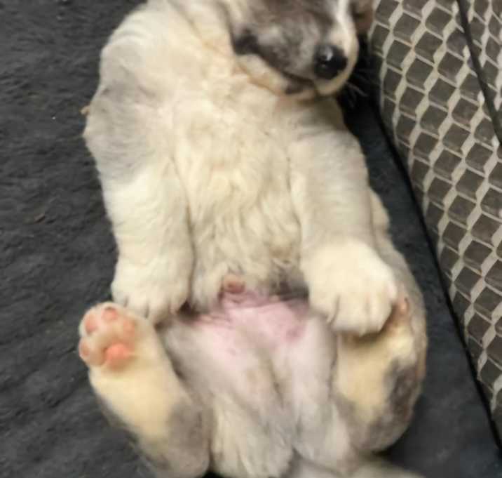 Photo of Ollie