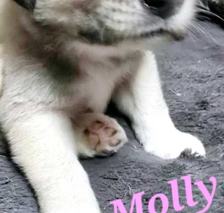Photo of Molly