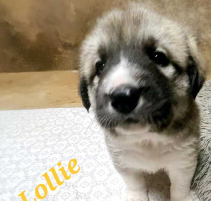 Photo of Lollie