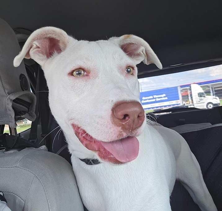 Photo of Goat (In Foster)