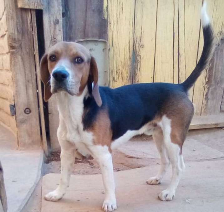Photo of Bob the Beagle-ADOPTED 12/14/24