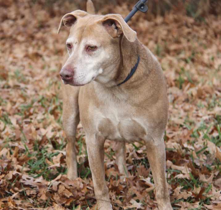 Photo of Jaeger (Neutered)