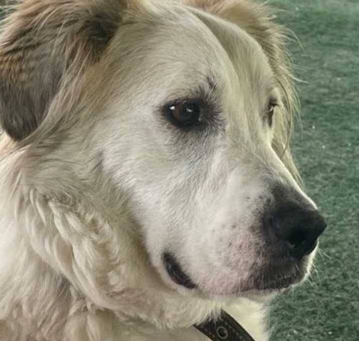 Photo of Auggie